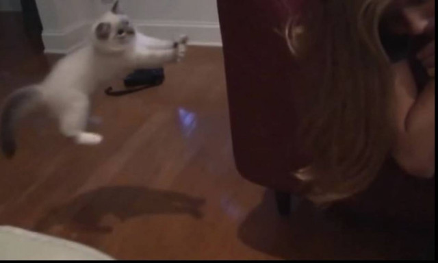 Αν μπορείτε ΜΗΝ γελάσετε με αυτά τα γατάκια (vid)