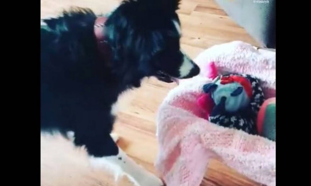 Όταν ένας σκύλος θέλει οπωσδήποτε παιχνίδια (vid)