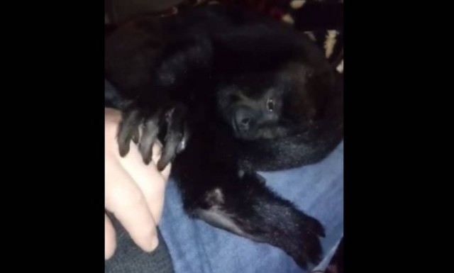 Η μαϊμού που ζητά απεγνωσμένα... χάδια! (vid)