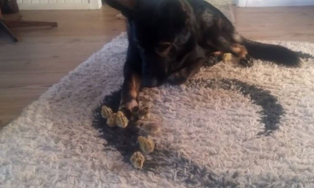 Ο σκύλος που κάνει παρέα με... ορτύκια (vid)