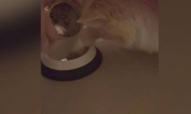 Αυτή η γάτα θέλει το φαγητό της εδώ και τώρα! (vid)