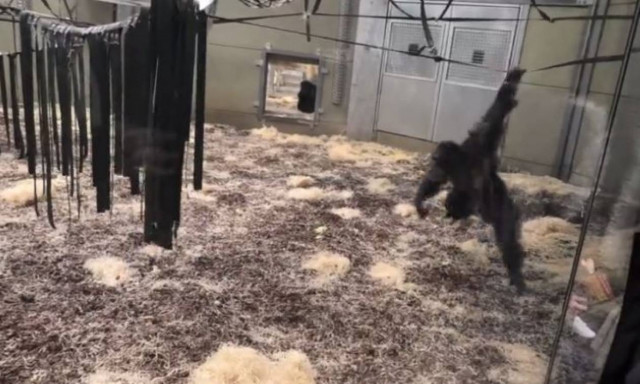 Πώς ένας χιμπατζής έκανε ένα παιδί να κλάψει; (vid)