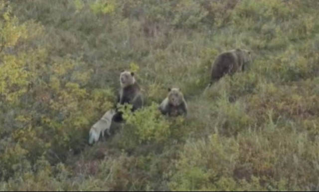 Εκπληκτικό! Σκύλος χάνεται στο δάσος και οι αρκούδες γίνονται οι καλύτερες φίλες του