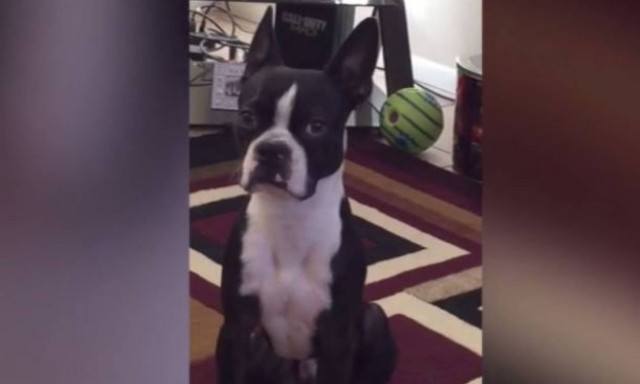 Όταν ένας σκύλος δεν ντρέπεται να δείξει πόσο πεινάει (vid)