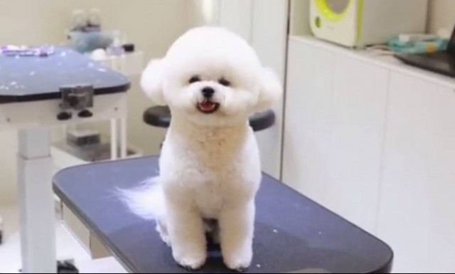 Ο σκύλος που μεταμορφώθηκε σε… Μίκυ Μάους (vid)