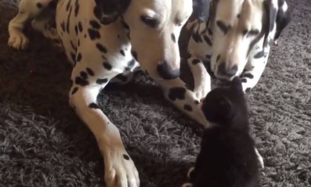 Απίστευτο παιχνίδι γάτας με δύο σκύλους (vid)