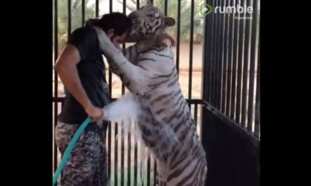 Τι γίνεται όταν προσπαθείς να κάνεις μπάνιο μία… τίγρη; (vid)
