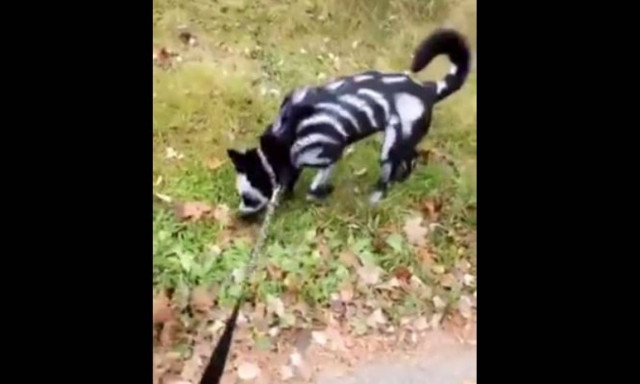 Ο… τρομακτικότερος σκύλος του κόσμου (vid)