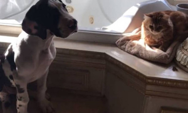 Ο σκύλος που σέβεται… υπερβολικά τον προσωπικό χώρο μιας γάτας (vid)