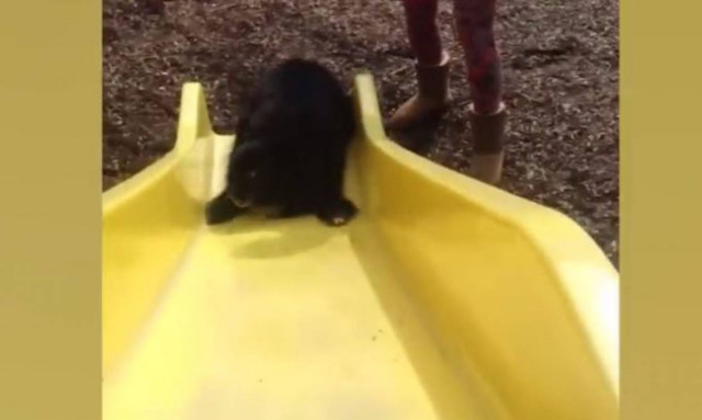 Όταν τα κατοικίδια δεν… σκέφτονται (vid)