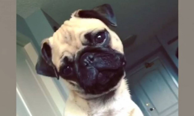 Επικό βίντεο! Οι πιο χαριτωμένοι «περίεργοι» σκύλοι (vid)