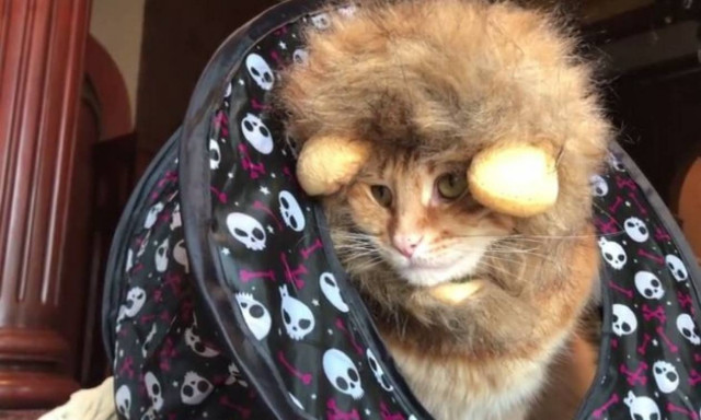 Η γάτα που μισεί να είναι… «λιοντάρι» (vid)