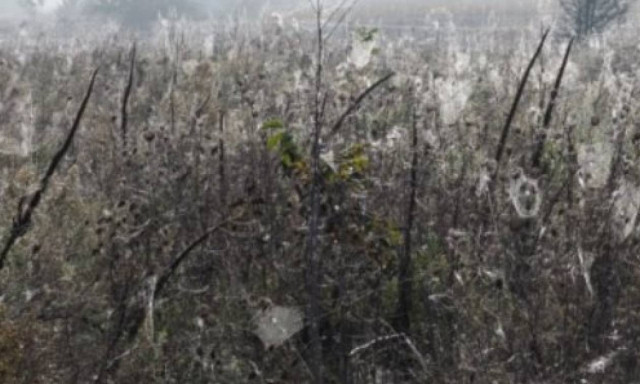 «Αραχνοφοβία» και στην Τρίπολη: «Πάγωσαν» όταν είδαν από κοντά αυτές τις «απόκοσμες» εικόνες