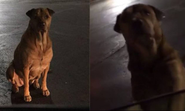 Απίθανη σκυλίτσα το «παίζει» αδέσποτη για να τρώει τσάμπα! (pic&vid)