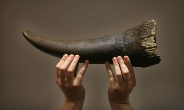 Οργή για την απόφαση της Κίνας να επιτρέψει ξανά το εμπόριο κόκκαλων τίγρη και κεράτων ρινόκερου