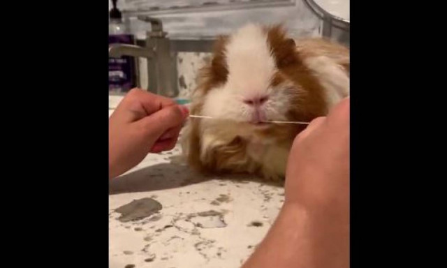 Το κουνέλι που χρησιμοποιεί… οδοντικό νήμα! (vid)