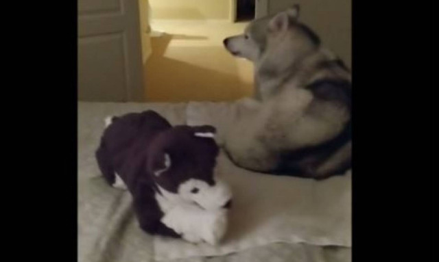 Το χάσκι που δεν ξαπλώνει χωρίς το… λούτρινο χάσκι του! (vid)