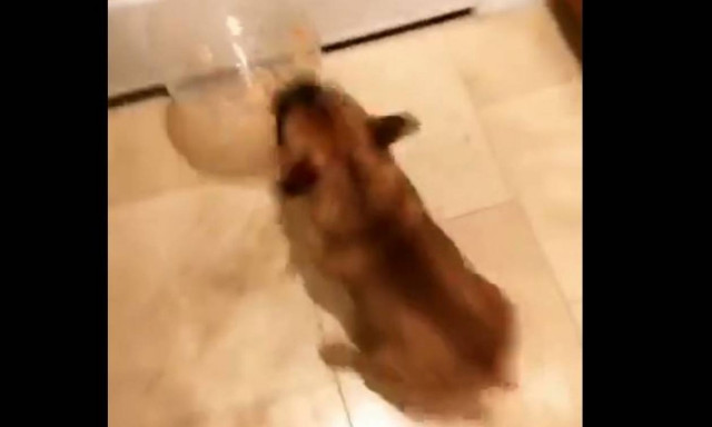 Τρελό παιχνίδι σκύλου και… μπαλονιού! (vid)