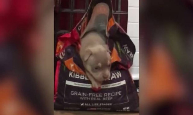 Η «βουτιά» σκύλου μέσα στην… τροφή του (vid)