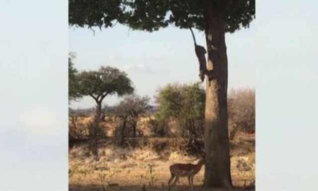 Δείτε τη μελετημένη επίθεση λεοπάρδαλης στο θήραμά της!