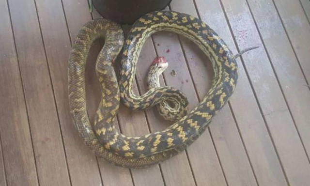 Φρικιαστικό: Πρόλαβαν τελευταία στιγμή πύθωνα πριν καταπιεί 2χρονο αγοράκι (pics)