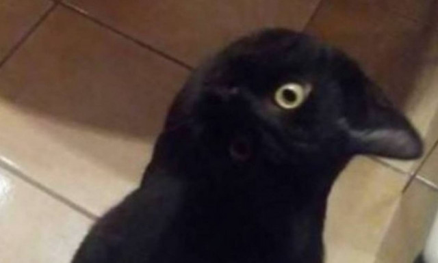 Φοβερό δίλημμα: Γάτα ή κοράκι είναι τώρα αυτό;