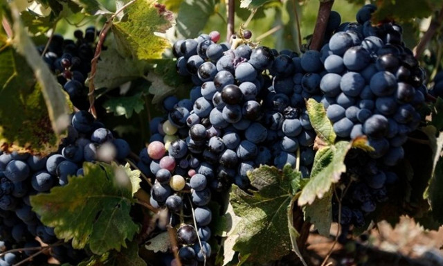 ΚΕΟΣΟΕ: Μέχρι τις 15 Ιανουαρίου η υποβολή δηλώσεων Παραγωγής και Εμπορίας Οίνων