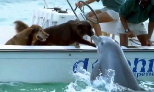Μεγάλος έρωτας: Δείτε τι έγινε όταν το δελφίνι πλησίασε τη βάρκα!