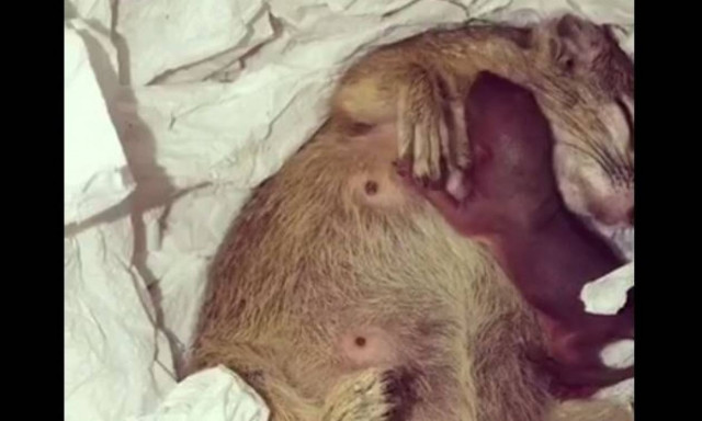 Η συγκινητική στιγμή μεταξύ μητέρας και παιδιού σκίουρων (vid)