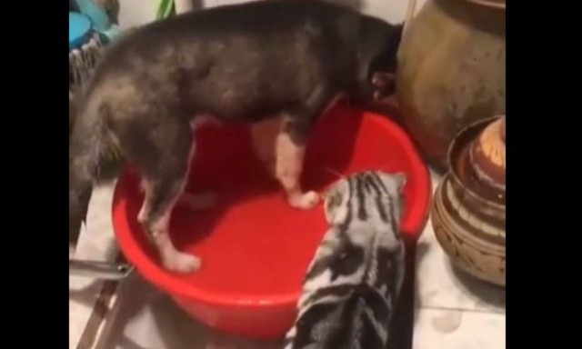 Ο σκύλος που έκανε ζημιές και «πιάστηκε στα πράσα» από μια γάτα (vid)