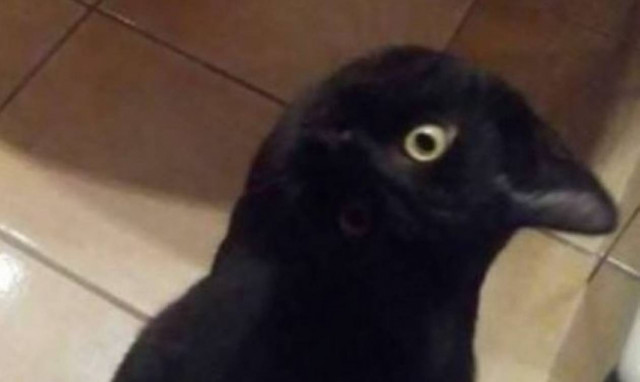 Φοβερό δίλημμα: Γάτα ή κοράκι είναι τώρα αυτό; (pic)