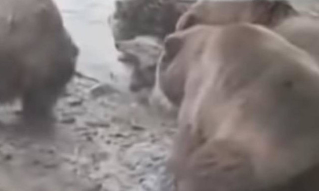 Φρίκη! Αρκούδες έφαγαν ζωντανή μια λύκαινα μπροστά στα μάτια μικρών παιδιών (vid)