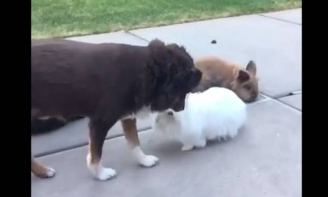 Τι κάνει ένας σκύλος όταν… ζηλεύει τρία κουνέλια; (vid)