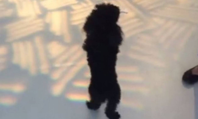 Ο σκύλος που περπατάει σαν… άνθρωπος (vid)