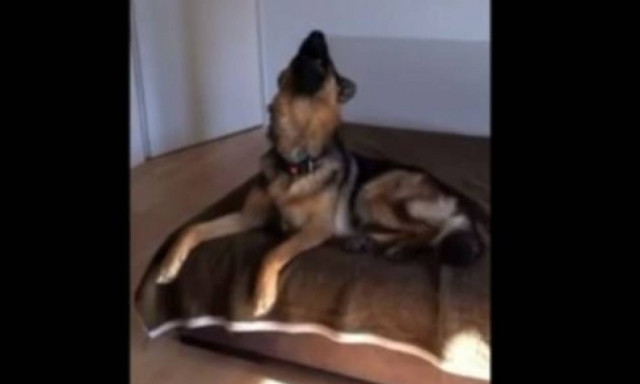 Το απίστευτο ταλέντο γερμανικού ποιμενικού στο τραγούδι (vid)