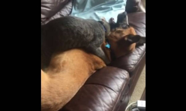 Η γάτα που δείχνει σε σκύλο ποιος είναι το αφεντικό! (vid)