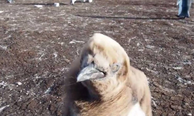 Ο πιγκουίνος που δεν αφήνει ήσυχο φωτογράφο (vid)