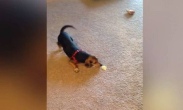 Σκύλος τα «βάζει» με ένα… πατατάκι (vid)