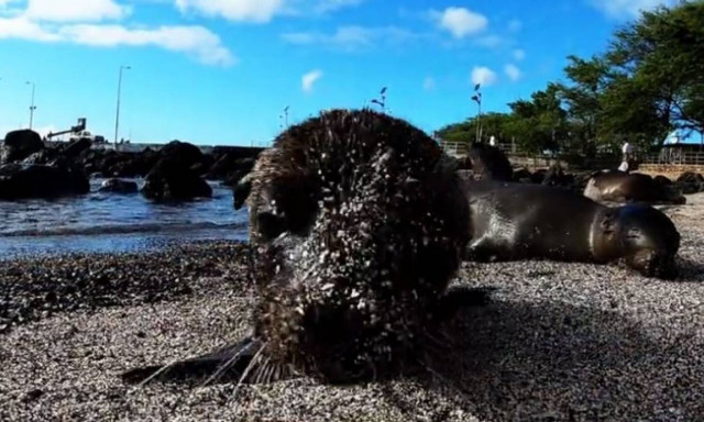 Θαλάσσιοι λέοντες παίζουν με τον φακό της κάμερας! (vid)