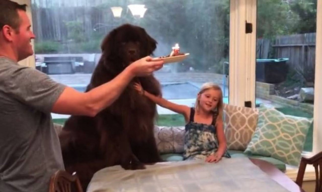 Ο γιγάντιος σκύλος που εξαφανίζει το γενέθλιο φαγητό του σε... δευτερόλεπτα (vid)