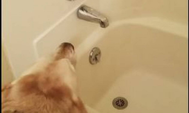 Ένας σκύλος που τσακώνεται με μια… μπανιέρα! (vid)
