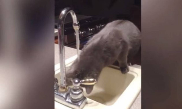 Γάτα εναντίον νερού: Ποιος θα κερδίσει; (vid)