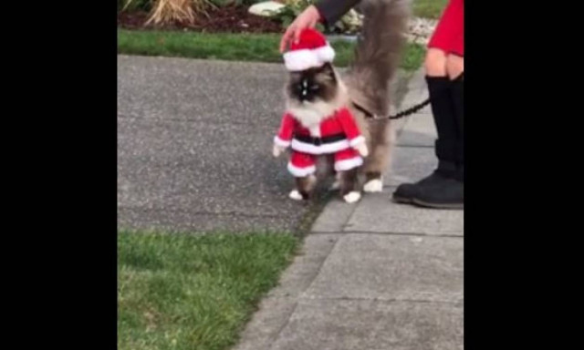 Φέτος ο Άγιος Βασίλης θα είναι… γάτα (vid)