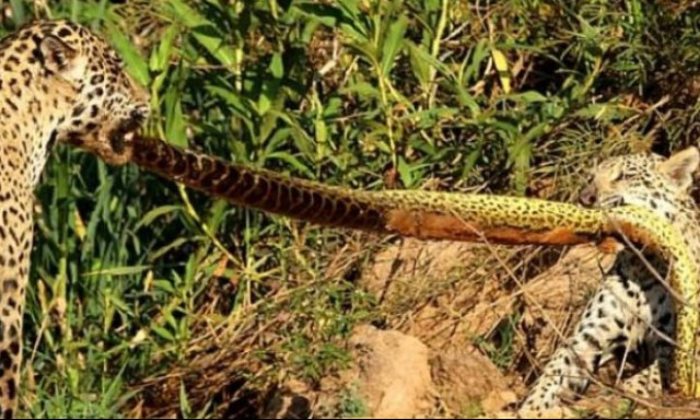 Επική μάχη: Άγρια τζάγκουαρ τα βάζουν με τεράστιο ανακόντα και δεν φαντάζεστε τι γίνεται μετά!