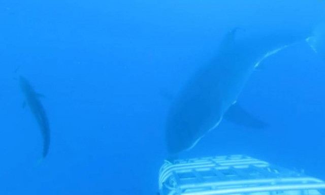 Μια εμπειρία για πολύ θαρραλέους - Δείτε το βίντεο