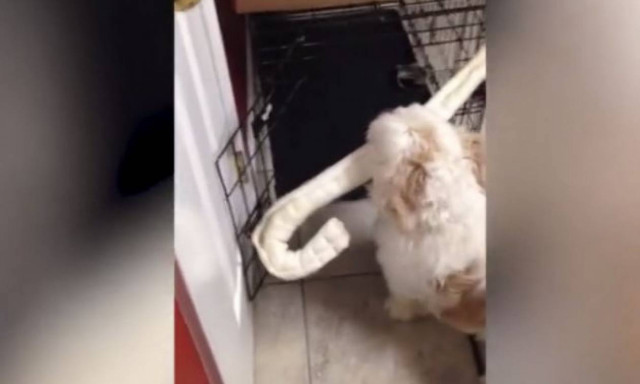 Το πιο… αποφασισμένο κουτάβι που πρέπει να κάνει αυτό που θέλει (vid)