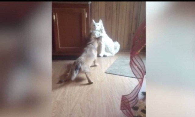 Δεν φαντάζεστε με τι προσπαθεί να γίνει φίλος ένας σκύλος! (vid)