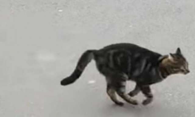 Το βλέπεις και ΔΕΝ το πιστεύεις: Ατρόμητο ποντίκι παίρνει γάτα στο κυνήγι!