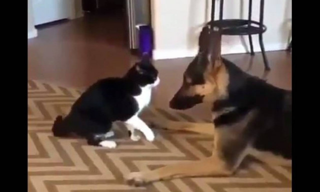 Η απίστευτη σχέση γάτας και σκύλου (vid)