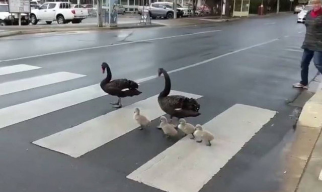 Μία οικογένεια… κύκνων που περνά τη διάβαση πεζών κάθε μέρα (vid)